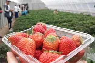 草莓怎么养，草莓怎么种植方法在家