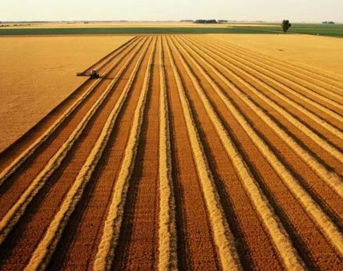 亩和公顷，亩和公顷哪个大