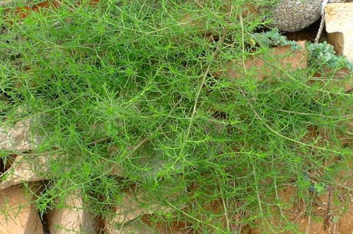 风滚草在中国叫什么，风滚草图片