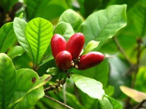 神秘果图片，神秘果有什么功效和作用