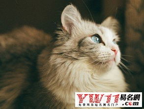 周公解梦梦见猫，周公解梦梦见猫攻击自己