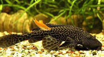 清道夫什么意思，清道夫比喻什么样的人