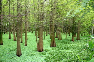 greenfield是什么意思