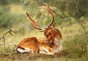 梦见梅花鹿是什么预兆，梦见梅花鹿是什么预兆周公解梦