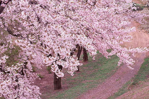 樱花有果实吗，樱花有果实能吃吗