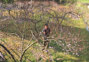 修剪桃树，修剪桃树枝的方法视频蒸馒头加温