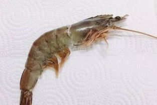 虾线怎样快速去除