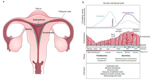 子宫的位置图，子宫的位置在肚脐哪里