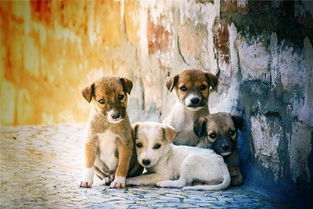 梦见一群狗，梦见一群狗围着我叫,但没咬我