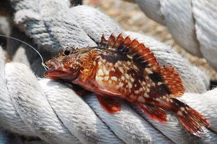 石九公，石九公鱼多少钱一斤