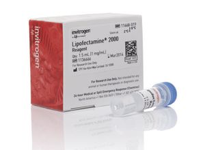 Lipofectin 2000是怎么样的转染试剂?为什么其转染效率高?