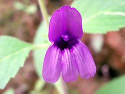 什么的小花，什么的小花狗填空词语