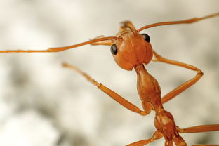 vivo手机超级微距使用方法?