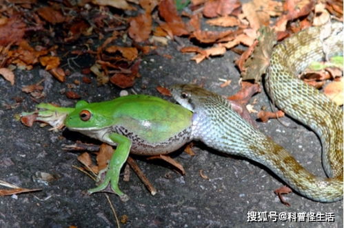 猫为什么被蛇咬了没事，蛇怕什么东西