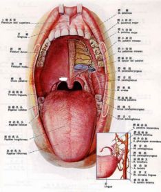 舌扁桃体炎检查,舌扁桃体炎如何诊断鉴别?