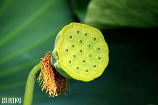 蓬蓬是什么意思