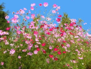 姹紫嫣红造句，姹紫嫣红造句子