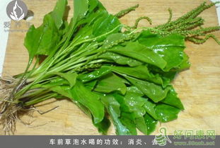 车前草泡水喝的功效和作用 车前草泡水喝有哪些功效作用