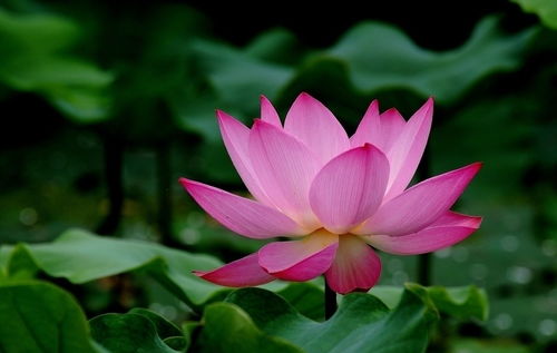 荷花的寓意象征意义，荷花的寓意象征意义作文