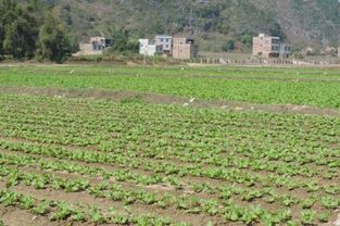 一亩地是多少平方米?