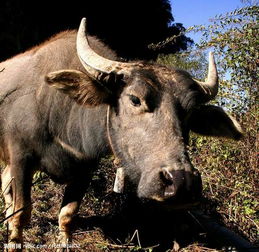 牛是怎么怎么叫的?