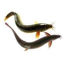 梦见捉泥鳅的意思