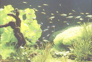 鱼缸绿水加盐后变清，鱼缸水不几天就发绿解决办法