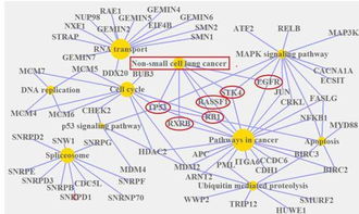 kegg如何查找乳酸菌通路