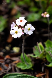 垫状点地梅每年生长直径是多少?