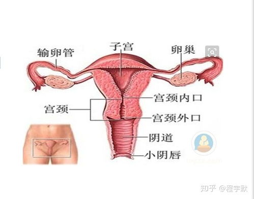 秦岚切除子宫了吗?