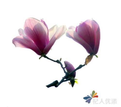 蕙质兰心是什么意思?