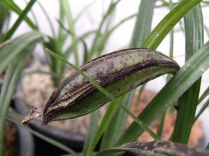 兰花种子如何发芽