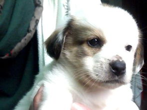 小狗起什么名字好听