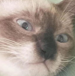 猫嗓子像卡了痰一样
