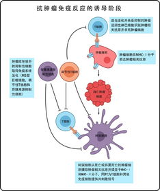 什么是免疫