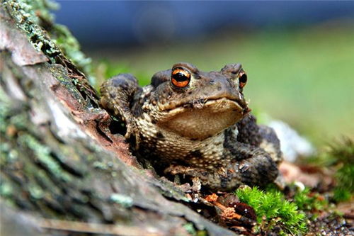梦到癞蛤蟆预示着什么