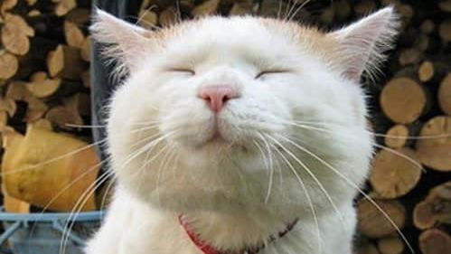 猫咪论坛