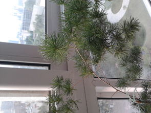 松树像什么,像什么?