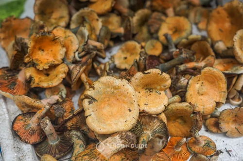 枞树菌怎么做好吃