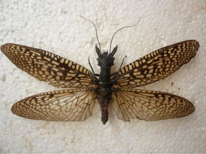 发现巨齿蛉需要上报吗