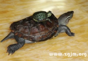 梦到大乌龟，梦到大乌龟是什么意思