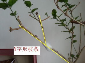 压条繁殖方法