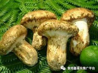 各种蘑菇的营养价值及功效