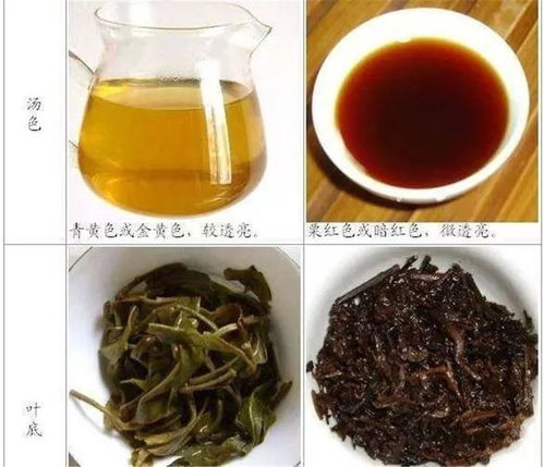 普洱生茶和熟茶的价格，普洱生茶和熟茶的价格悬殊大