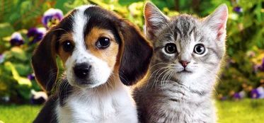 梦见猫和狗，梦见猫和狗一直缠着我