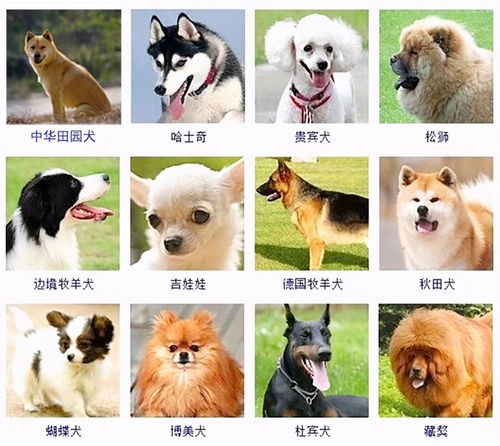宠物犬的种类，中型宠物犬品种大全