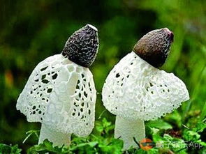 竹荪的价格，竹荪价格多少钱一公斤