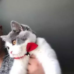猫的名字洋气点，猫的名字洋气点英文