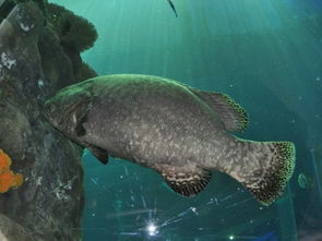 梦见抓大鱼是什么意思，女人梦见在水里抓到活鱼