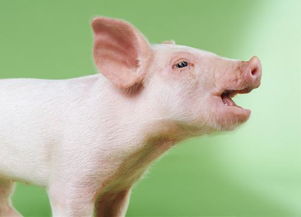 猪是怎么叫的，猪是怎么叫的拟声词